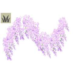 wisteria - CLIP STUDIO ASSETS