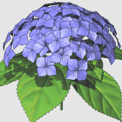 紫陽花(アジサイ) vol.1(3D) - CLIP STUDIO ASSETS
