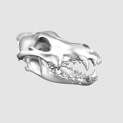 オオカミの頭蓋骨 - CLIP STUDIO ASSETS