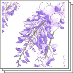 ナチュラルな藤の花 - CLIP STUDIO ASSETS