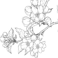 林檎の花 - CLIP STUDIO ASSETS