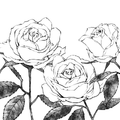 貼るだけお花トーン【白バラ】 - CLIP STUDIO ASSETS