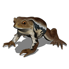 ガマガエル（可動） - CLIP STUDIO ASSETS